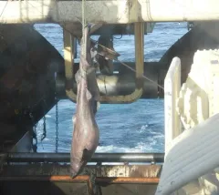 Greenland Shark thumbnail 1