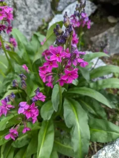 Parry's primrose thumbnail 4