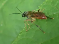 Tenthredo semirufa thumbnail 3