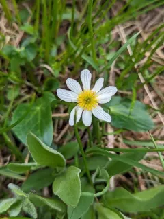 Rocky mountain marsh-marigold thumbnail 3