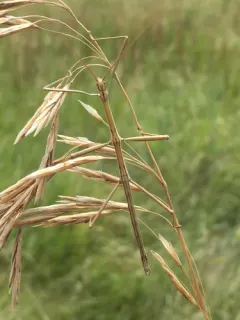 Prairie Walkingstick thumbnail 4