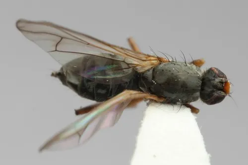 Okeniella dasyprocta