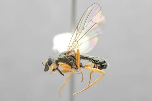 Acerocnema vanga