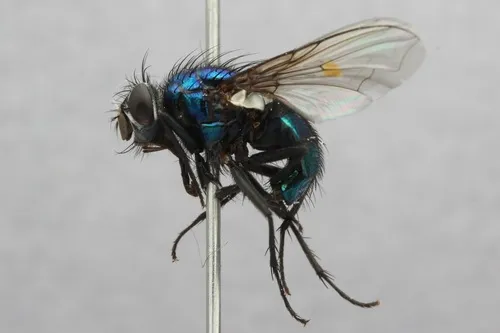 Lucilia magnicornis