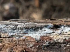 Resupinatus poriaeformis thumbnail 2