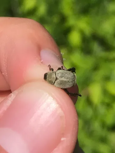 Modest Chafer