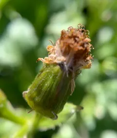 Elmer's Ragwort thumbnail 4