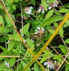 Southern Yellowjacket thumbnail 4