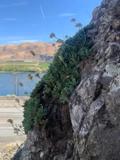 Chelan Rockmat thumbnail 4