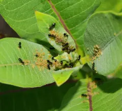 Dogwood-Milkweed Aphid thumbnail 2