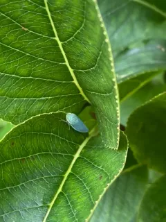 Gyponana procera thumbnail 4