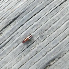 Nevada Dampwood Termite thumbnail 4