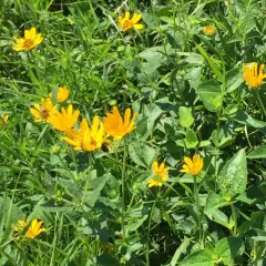 false sunflower thumbnail 4