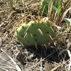 prairie pricklypear thumbnail 3