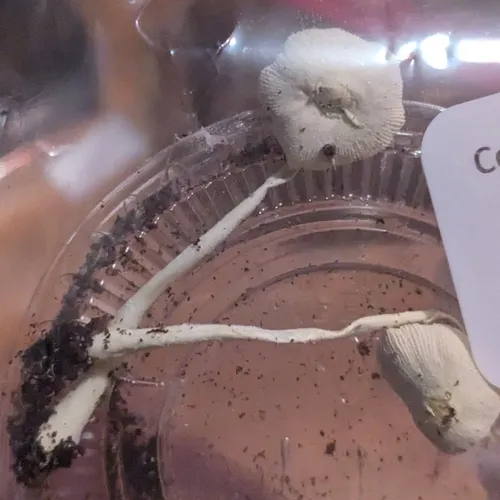 Leucocoprinus straminellus