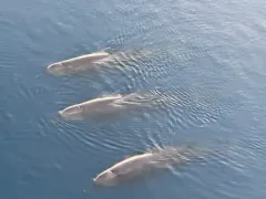 North Atlantic Bottlenose Whale thumbnail 3