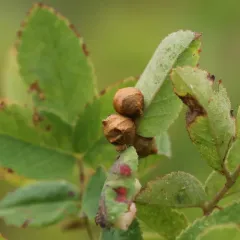 Diplolepis gracilis thumbnail 3