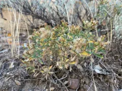 Rydberg's Goldenbush thumbnail 2