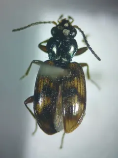 Bembidion oberthueri thumbnail 2