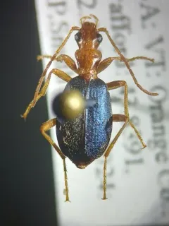 Brachinus janthinipennis thumbnail 3