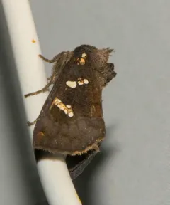 Ironweed Stem Borer Moth thumbnail 3