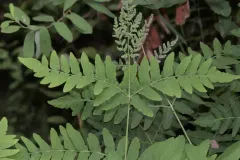 European royal fern thumbnail 2
