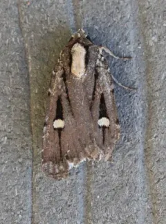 Abagrotis glenni thumbnail 4