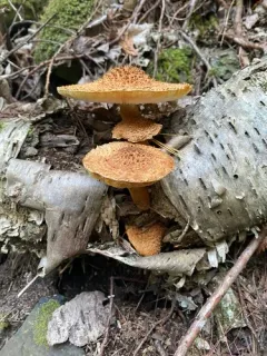 Leucopholiota lignicola thumbnail 3