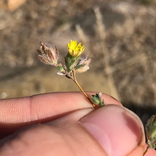 common hareleaf