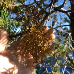 Lodgepole Pine Dwarf-Mistletoe thumbnail 1