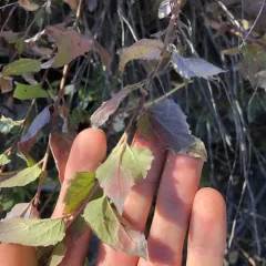 Western Snakeroot thumbnail 1