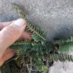mountain holly fern thumbnail 1