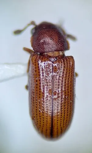 Odontosphindus clavicornis