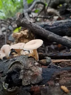 Lentinellus subaustralis thumbnail 1