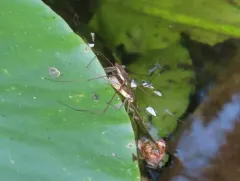 Limnoporus rufoscutellatus thumbnail 4