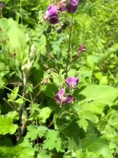 Dusky Crane's-bill thumbnail 2