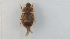 Soronia grisea thumbnail 3
