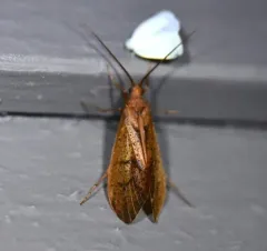 Pycnopsyche antica thumbnail 4