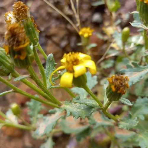 Fremont's Ragwort