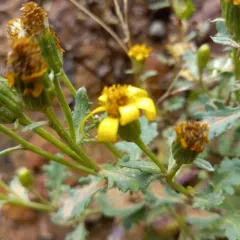 Fremont's Ragwort thumbnail 1
