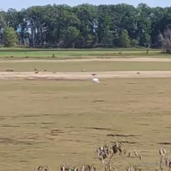 Whooping Crane thumbnail 2