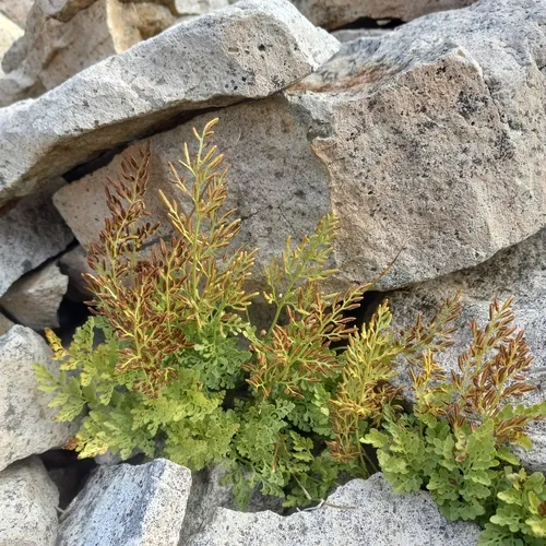 Cascade parsley fern
