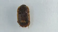 Soronia guttulata thumbnail 2