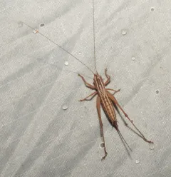 Prairie Meadow Katydid thumbnail 4