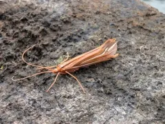 Beautiful Northern Caddisfly thumbnail 4