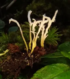 Cordyceps tenuipes thumbnail 2