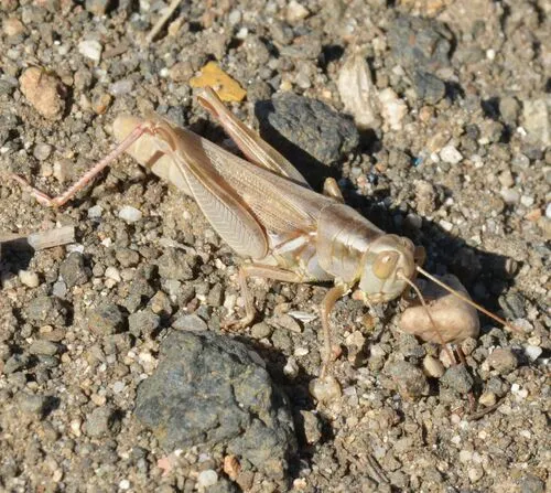 Packard's Grasshopper