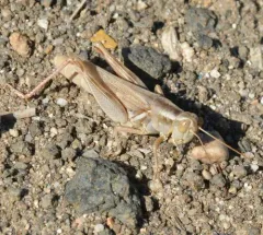 Packard's Grasshopper thumbnail 1