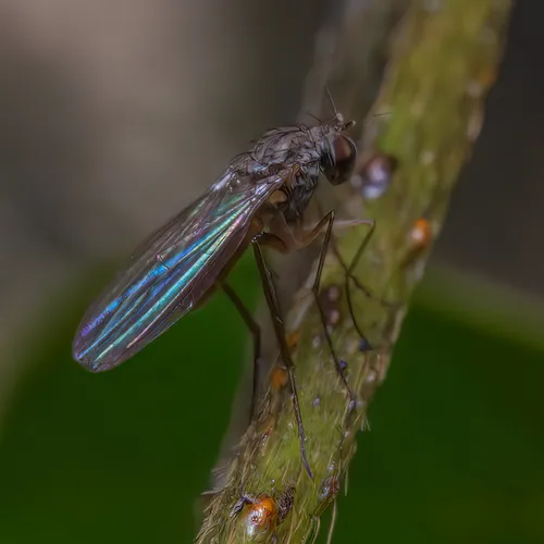 Sympycnus lineatus