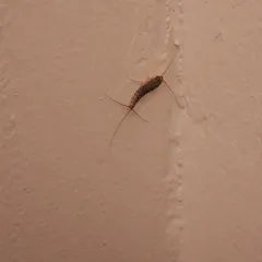 Long-tailed Silverfish thumbnail 2